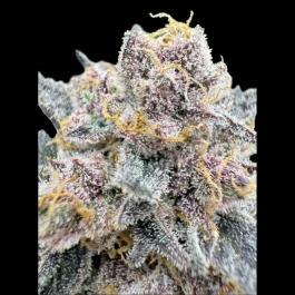 FBS005F42047 - FAST BUDS - CHERRY COLA AUTO RF3 FEM | 5 SEEDS