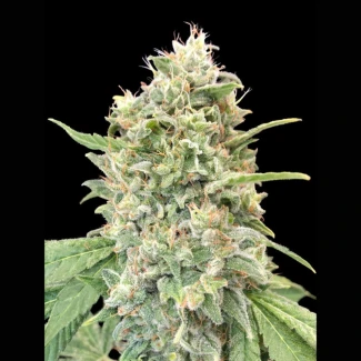 ADVSSB0003 - ADVANCED SEEDS - STRAWBERRY BANANA FEM | 3 SEEDS