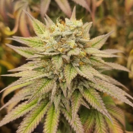 MNKGMHF0003 - MONKEY GENETICS - MONKEY HAZE FEM | 3 SEEDS