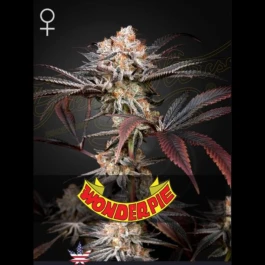 GHSWP3F - GREEN HOUSE SEED CO. - WONDER PIE FEM | 3 SEEDS
