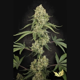 PS0479 - PARADISE SEEDS - TROPICAL FRIUT CAKE FEM | 5 SEEDS