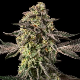 SILS033F003 - SILENT SEEDS - SUGAR ROCK FEM (By COOKIES) | 3 SEEDS