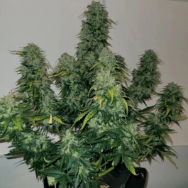 MNKGSBA0003 - MONKEY GENETICS - SHERBET BLAST AUTO FEM | 3 SEEDS