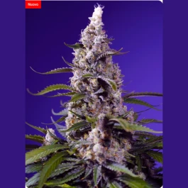 SWBCCXLA003 - SWEET SEEDS - BANANA CREAM CAKE XL AUTO® FEM (SWS121) | 3+1 SEEDS