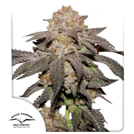 DP15412 - DUTCH PASSION - KINGSTON PUNCH FEM | 1 SEED