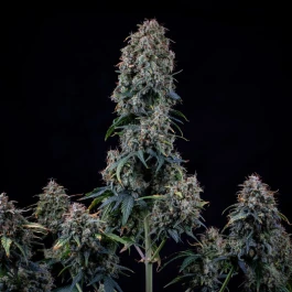 MPHGAVT0003A - MEPHISTO GENETICS - ALIEN VS: TRIANGLE AUTO FEM | 3+2 SEEDS