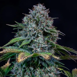 MPHGCDC0003A - MEPHISTO GENETICS - CREME DE LA CHEM AUTO FEM | 3+2 SEEDS