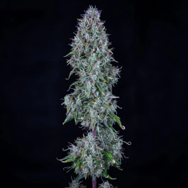 MPHGHBDD0003A - MEPHISTO GENETICS - HUBBABUBBASMELLOSCOPE AUTO FEM | 3+2 SEEDS