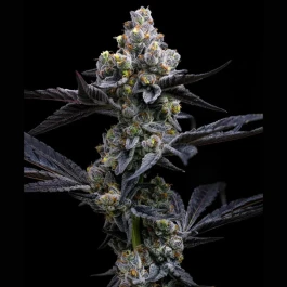 BF2008403 - BARNEY'S FARM - GARLIC COOKIES FEM | 3 SEEDS