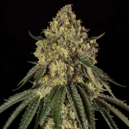 SILS034F03 - SILENT SEEDS - B-52 FEM | 3 SEEDS