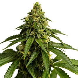 GRTFORI010-003 - GRATEFUL SEEDS - BLUE NAP FEM (ORIGINAL EDITION) | 3 SEEDS