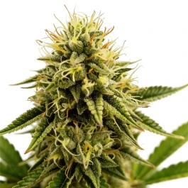 GRTFORI011-003 - GRATEFUL SEEDS - KINKY PAM FEM (ORIGINAL EDITION) | 3 SEEDS
