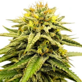 GRTFONE008-005 - GRATEFUL SEEDS - FROSTED SUNSETZ FEM (ONE SHOT EDITION) | 5 SEEDS