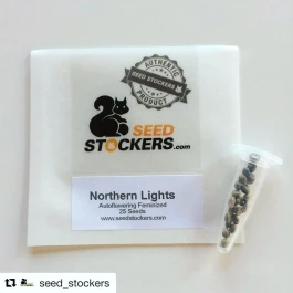 SSTKAF0025036 - SEEDSTOCKERS - CBD 1:1 SILVER LIME HAZE AUTOFLOWER FEM | 25 SEEDS