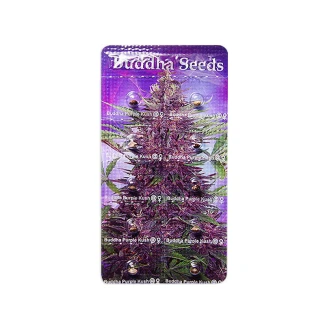 BUDDHA SEEDS - PURPLE KUSH AUTO FEM | BLISTER 1x10 SEEDS