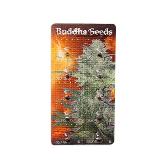 BUDDHA SEEDS - RED DWARF AUTO FEM | BLISTER 1x10 SEEDS