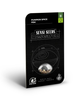 SENSI SEEDS RESEARCH - PUMPKIN SPICE FEM | 3 SEEDS