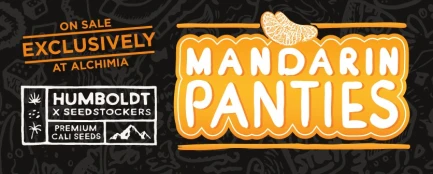 SEEDSTOCKERS - MANDARIN PANTIES AUTO FEM (SUPERIOR) | 5 SEEDS