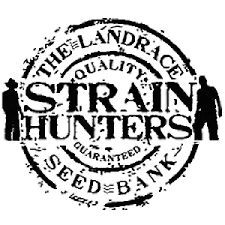 STRAIN HUNTER - MONEY MAKER FEMM | 5 SEEDS