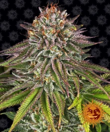 BFCK1 - BARNEY'S FARM - CRITICAL KUSH FEM | 1 SEMILLA