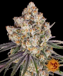 BFICCF05 - BARNEY'S FARM - ICE CREAM CAKE FEM | 5 SEMILLAS