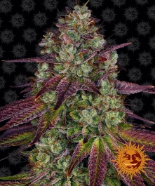 BFMME3 - BARNEY'S FARM - MIMOSA EVO FEM | 3 SEMILLAS
