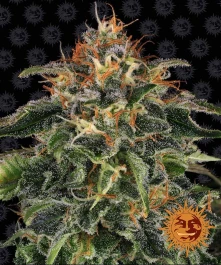 BF2004705 - BARNEY'S FARM - MOBY DICK FEM | 5 SEMILLAS