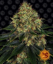 BF1002101 - BARNEY'S FARM - SKYWALKER OG AUTO FEM | 1 SEMILLA