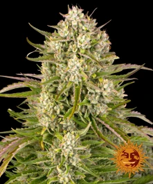 BF1001805 - BARNEY'S FARM - WEDDING CAKE AUTO FEM | 5 SEMILLAS