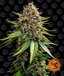 BF1002503 - BARNEY'S FARM - WHITE WIDOW XXL AUTO FEM | 3 SEMILLAS