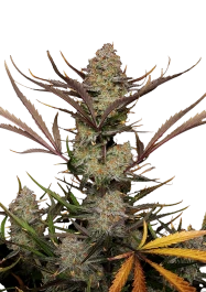 FB53100 - FAST BUDS - APPLE STRUDEL AUTO FEM | 100 SEMILLAS