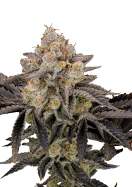 FBFFNA10003 - FAST BUDS - GORILLA COOKIES FLORACIÓN RÁPIDA FEM | 3 SEMILLAS
