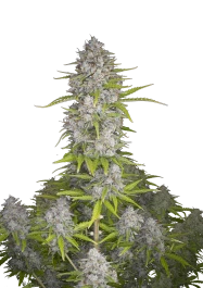 FBS05F9040 - FAST BUDS - ORANGE SHERBET AUTO FEM | 5 SEMILLAS