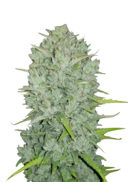 FBS01F9033 - FAST BUDS - NORTHERN LIGHTS ORIGINAL AUTO | 1 SEMILLA