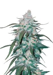 FBS01F9009 - FAST BUDS - PINEAPPLE EXPRESS AUTO | 1 SEMILLA