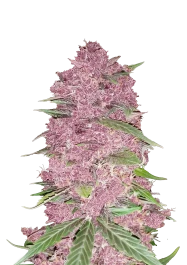 FBS01F9025 - FAST BUDS - PURPLE LEMONADE AUTO | 1 SEMILLA