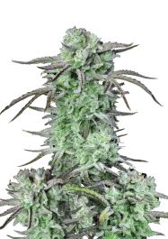 FBS25F9045 - FAST BUDS - STRAWBERRY BANANA AUTO FEM | 25 SEMILLAS