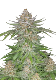 FBS03F0137 - FAST BUDS - STRAWBERRY PIE AUTO | 3 SEMILLAS