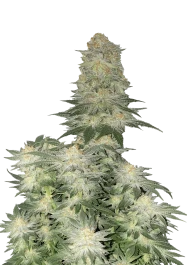 FBFFNA60003 - FAST BUDS - WEDDING CHEESECAKE FLORACION RAPIDA FEM | 3 SEMILLAS