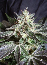 BJ3 - SWEET SEEDS - BLACK JACK® FEM (SWS01) 3+1 SEMILLAS