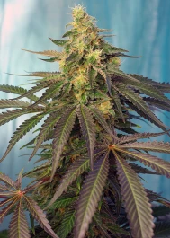 SWCCCP5 - SWEET SEEDS - CREAM CARAMEL CBD® FEM (SWS67) | 5+2 SEMILLAS Disponible hasta fin de existencias