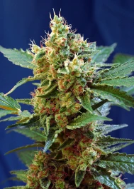 SWACMXLP3 - SWEET SEEDS - CREMA MANDARINA XL AUTO® FEM (SWS55) | 3+1 SEMILLAS