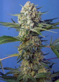 SWCRCFVP25 - SWEET SEEDS - CRYSTAL CANDY F1 FAST VERSION® FEM (SWS73) | 25 SEMILLAS