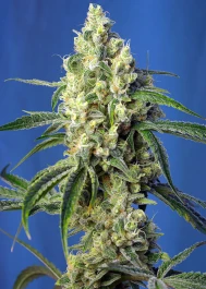 SWGPCP5 - SWEET SEEDS - GREEN POISON CBD® FEM (SWS70) | 5+2 SEMILLAS Disponible hasta fin de existencias