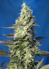 SWGPXLAP5 - SWEET SEEDS - GREEN POISON XL AUTO® FEM (SWS71) | 5+2 SEMILLAS