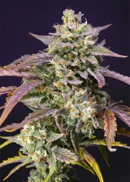 SWPPOGXLA3 - SWEET SEEDS - PURPLE PUNCH OG XL AUTO® FEM (SWS96) | 3+1 SEMILLAS
