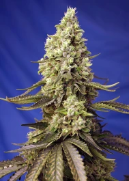 SWRXLAP3 - SWEET SEEDS - RUNTZ XL AUTO® FEM (SWS88) | 3+1 SEMILLAS