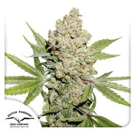 DP10532 - DUTCH PASSION - AUTO LEMON KIX FEM - (ex AUTO LEMON ZKITTLE) | 3 SEMILLAS