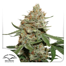 DP1232 - DUTCH PASSION - SKUNK #11 FEM | 3 SEMILLAS