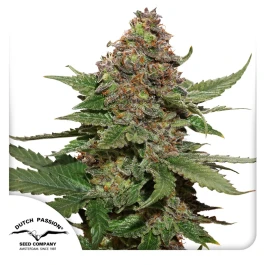 DP4402 - DUTCH PASSION - STRAWBERRY COUGH FEM | 10 SEMILLAS